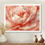 Pivoine rose rougissante - pivoines, art mural-1013951160-851518638