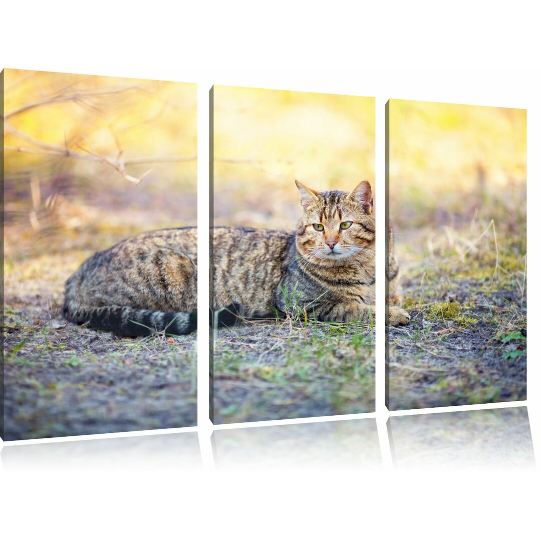 3-tlg. Leinwandbilder-Set „Ruhende Katze im Wald“, Fotodruck