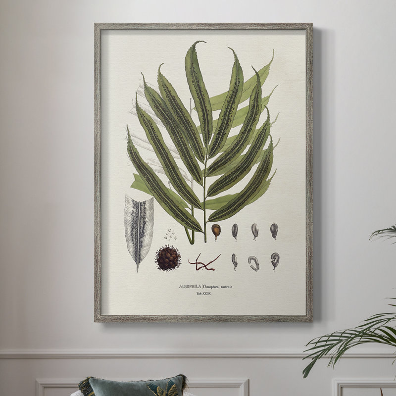 «Botanical Society Ferns II», reproduction encadrée - bois massif, H 11 po x l 9 po