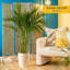 Noah 32" Live Palm Plant in Planter-46518315