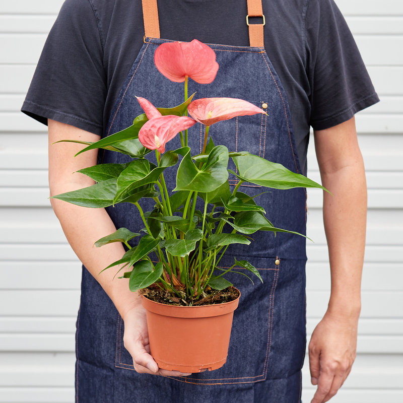 House Plant Shop Live Foliage Plant Low Maintenance Plant Rattan