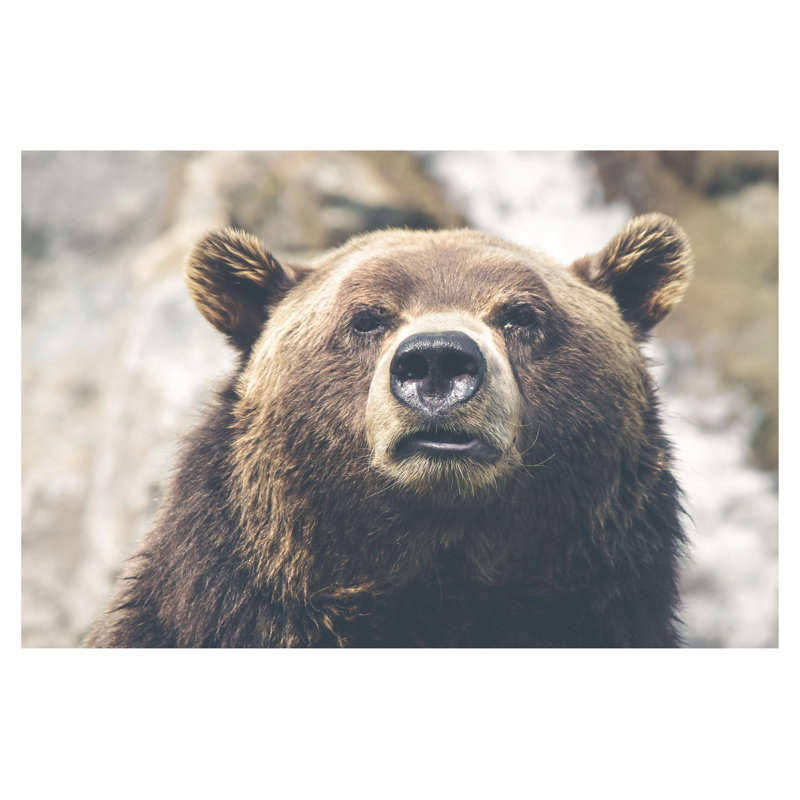 Grizzly Bear Photography - Wrapped Canvas Art Prints, 61cm H x 91cm W x 3.8cm D