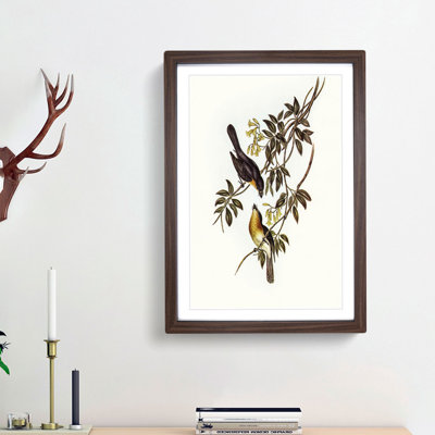 Broad Billed Flycatchers by Elizabeth Gould - Picture Frame Graphic Art Print
