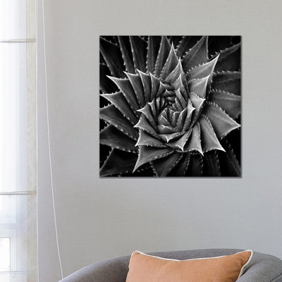 Succulent I 1 Piece Wrapped Canvas Wall Art