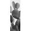 Grayscale pagaie cactus - impression botanique encadrée-1508590696-1508590697