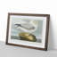 Fulmar Bird by John Audubon - Framed Print-55578680-55578681
