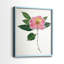Imprimé encadré PressedCamelliaI-Premium - prêt à être accroché - aucun clou requis - aucun clou requis-513466883-513466885