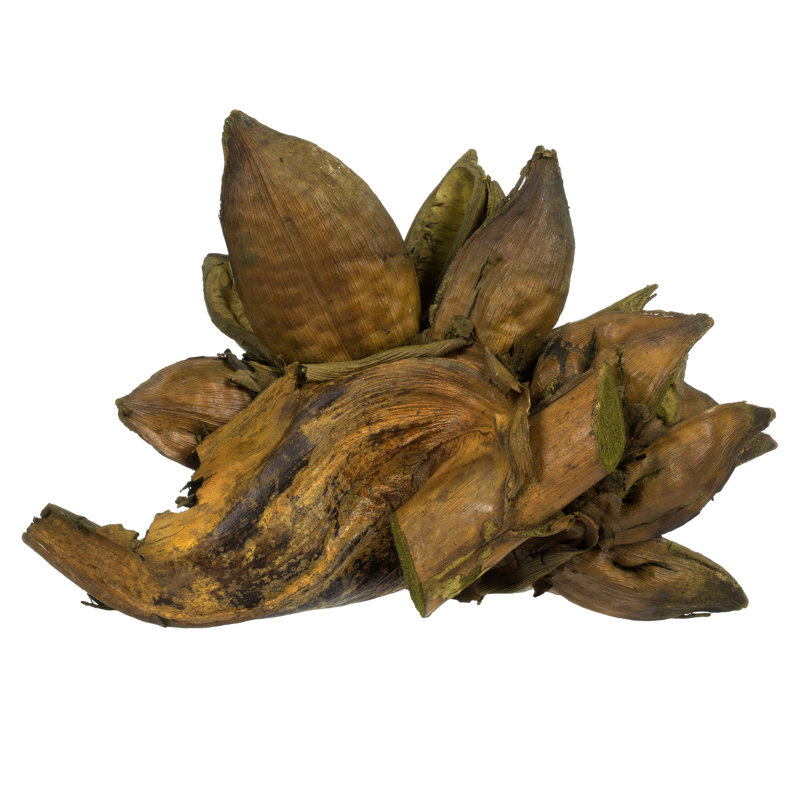 All Natural Star Pod, Extra Large, Dried 6" Star Pod, Dried, Basil
