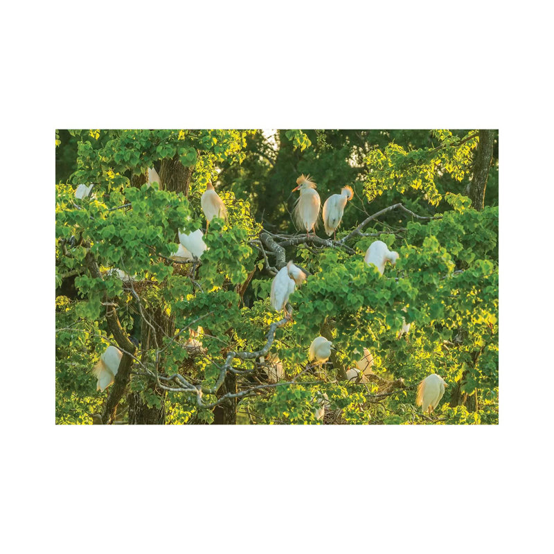 USA, Louisiana, Vermilion Parish. Cattle Egret Rookery. by Jaynes Gallery - Wrapped Canvas Print, 45.72cm H x 66.04cm W
