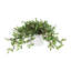 Tradescantia Zebrina Arranged In Ceramic Vase-1281163198-1331091546