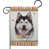 Husky sibérien