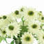 White Rudbeckia In Glass Vase