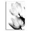 Tulipes translucides II par Debra Van Swearingen - photographie sans cadre-484940325