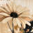 Beautiful Daisy Print On Canvas