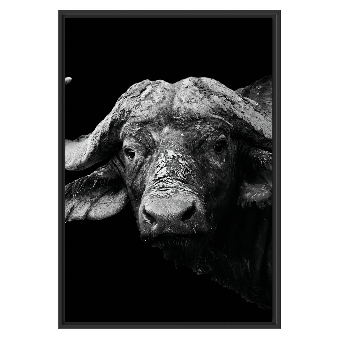 Gerahmtes Poster Dark Water Buffalo