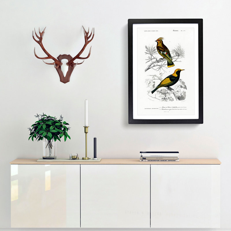 Bird Illustrations PL. 2D by Charles d Orbigny - Framed Print, Black Framed, 63cm H x 45cm W x 2cm D
