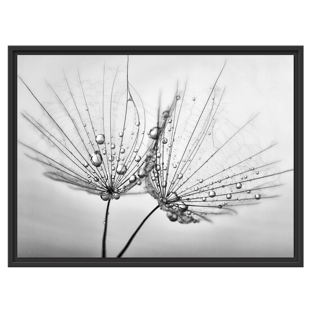 Gerahmtes Wandbild Pusteblumen mit Tautropfen