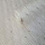 Papier peint imitation Neala