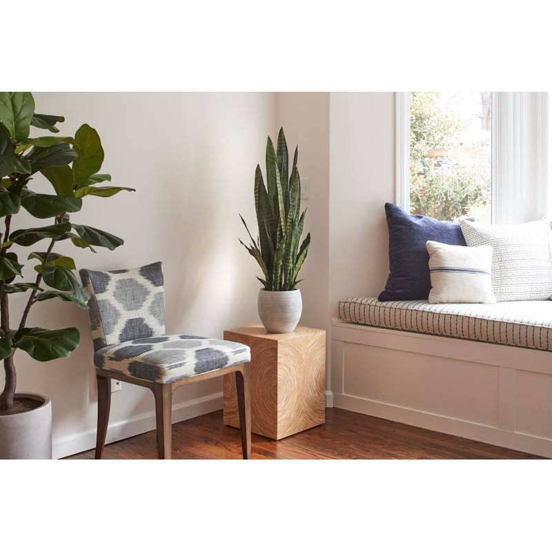 40IN Snake Plant