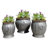 Copper Top Pot Belly Urn Planters