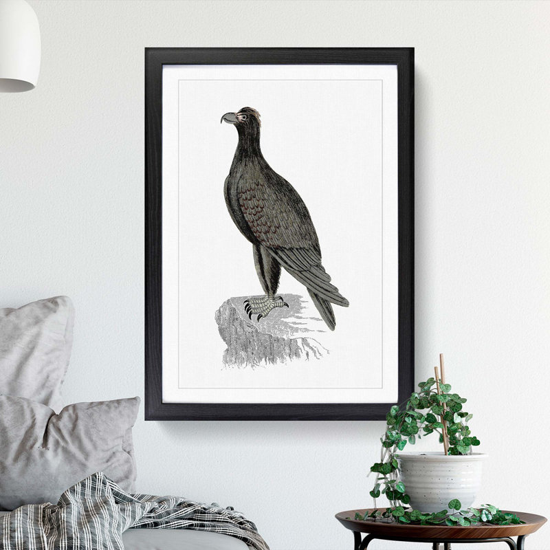 Mountain Eagle Illustration - Framed Print, 36cm H x 27cm W x 2cm D, Black Framed