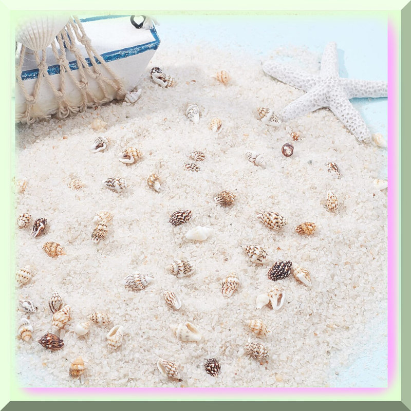 Ocean Spiral Seashells 1400-1500pcs Tiny Crushed Shells
