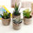 3.5 " H Faux Succulent