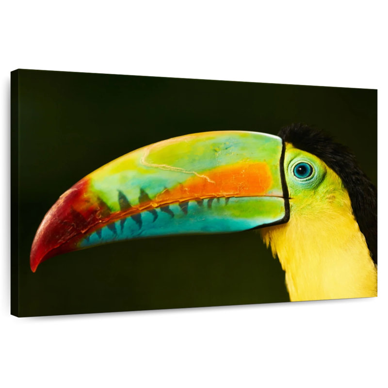 Bec long Brampt Toucan, H 24 po x l 36 po