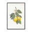 «Lemon Harvest I»-1948485493-1948485492