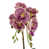 Purple Leopard is out of stock