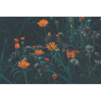 Orange Nature by AdriÃ¡n Salvador Robles Rivas - Wrapped Canvas Print