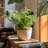 Rattan Pattern Edge Cement Planter-1896238334