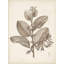 "Antique sépia botanicals V"-1375442838