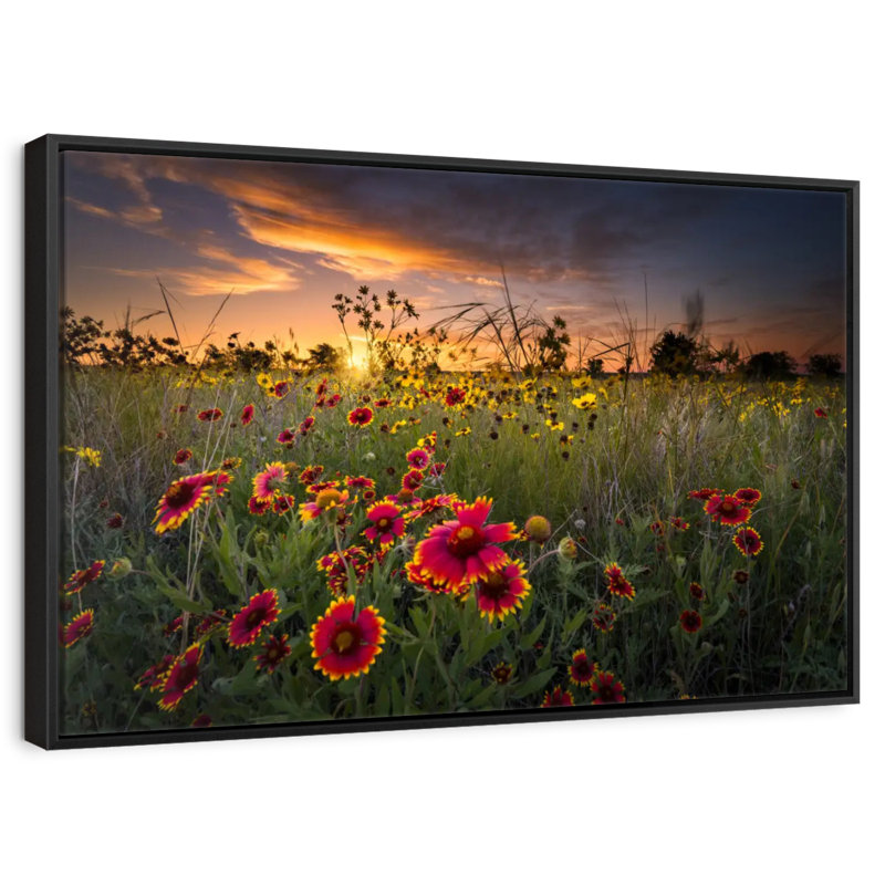 Aube au champ de fleurs, Cadre flottant noir, 40 po x 27 po