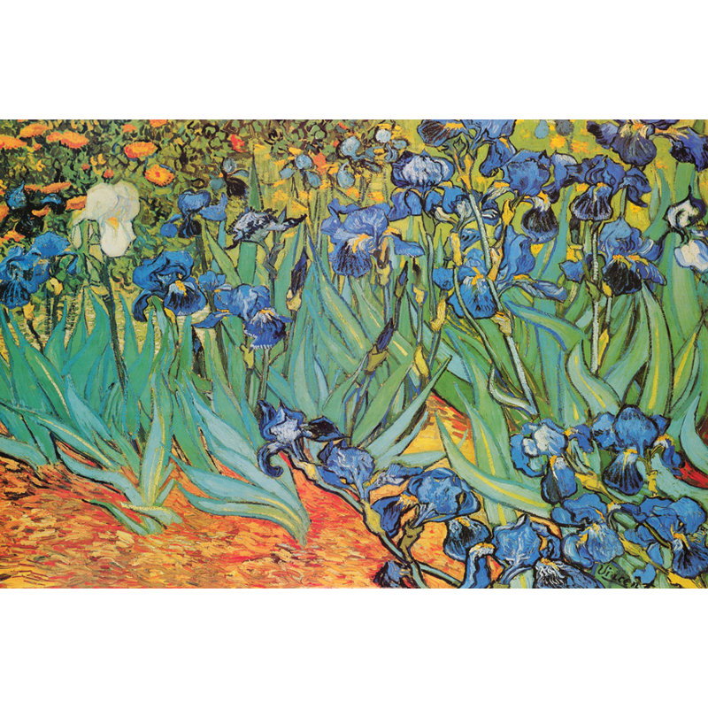 Iris, Saint-Remy, H 16 po x l 24 po