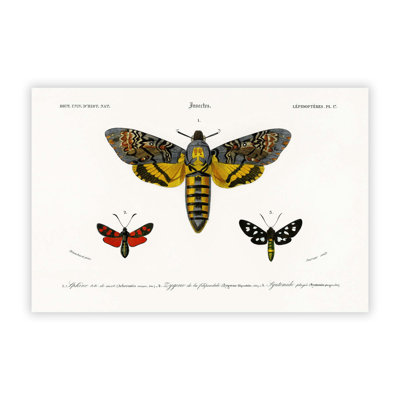 Moth Illustrations PL. 17 by Charles D Orbigny - Frameless Print
