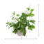 Real-Touch Magnolias in Decorative Vase