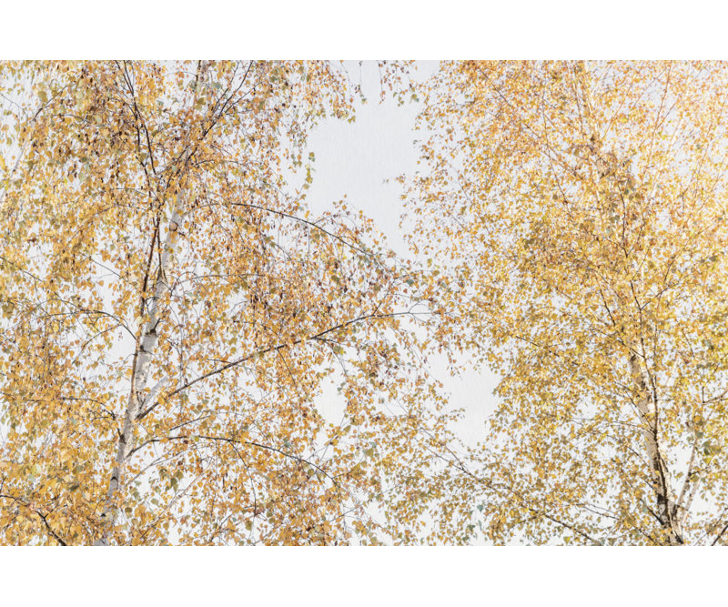 Wrapped Canvas Print, 50.8 cm H x 76.2 cm W