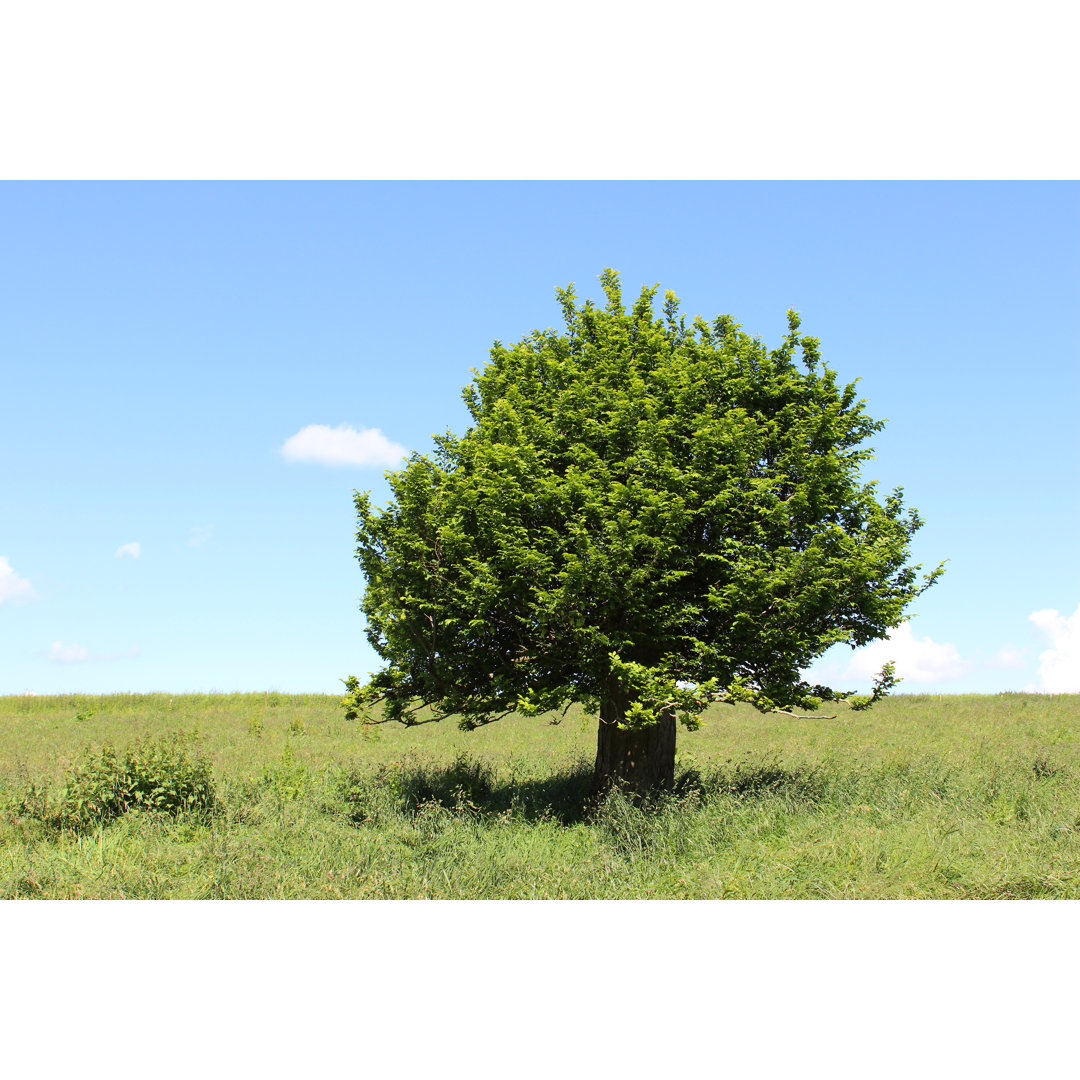 Single Hornbeam Tree von Mtreasure - Kunstdrucke auf Leinwand ohne Rahmen