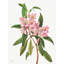 Rose Bay Rhododendron, 1932 by Mary Vaux Walcott - Art Prints on Canvas-1424483248