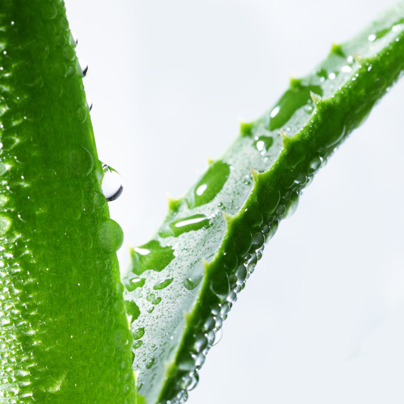 Aloe by Floriana, 12" H x 12" W