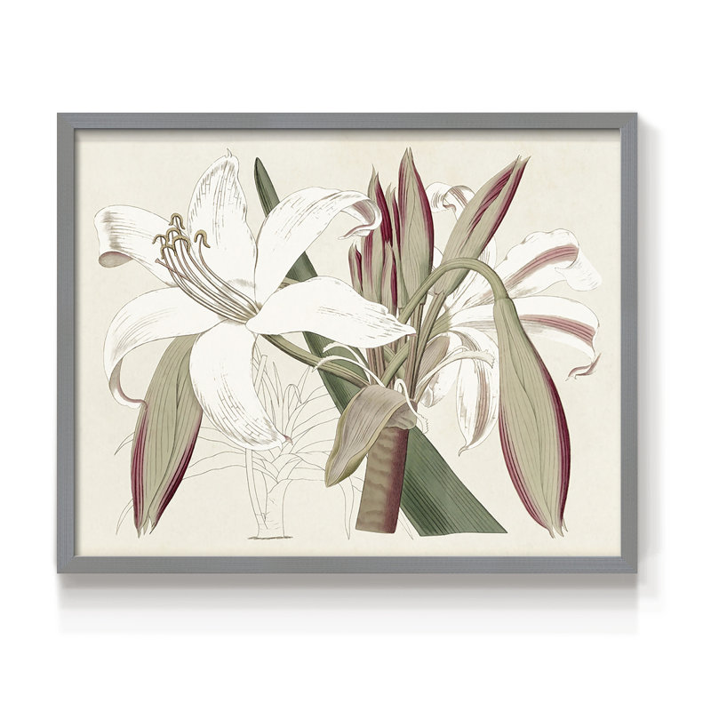 Amaryllis Varietals II - Reproduction encadrée - Restickable, H 8 po x l 10 po, Gris