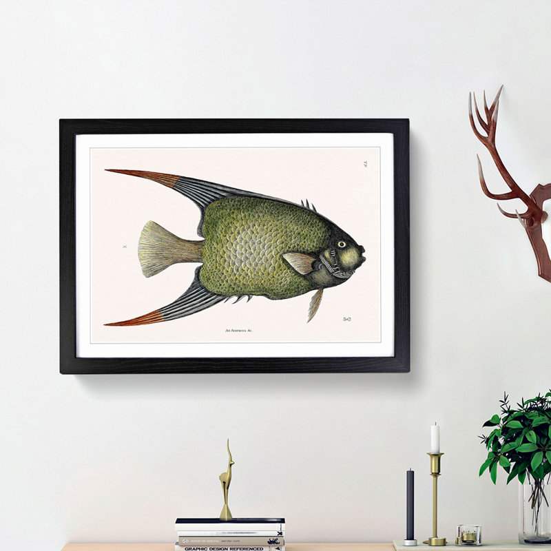 Angel Fish by Mark Catesby - Single Picture Frame Painting, Black Framed, 33cm H x 45cm W x 2cm D
