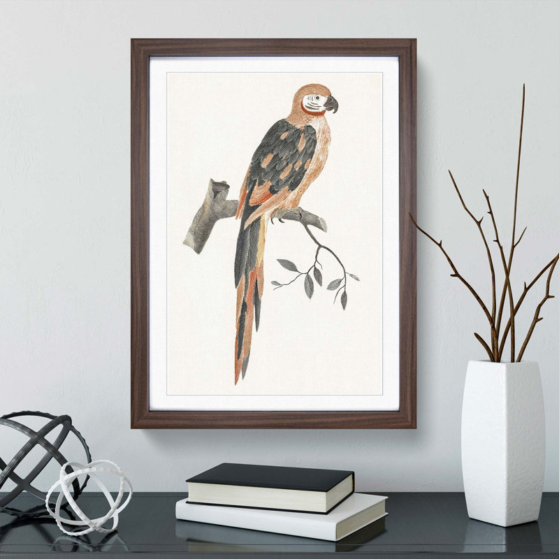 A Parrot by Johan Teyler - Framed Print, 63cm H x 45cm W x 2cm D, Walnut Framed