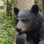 Animals Polyresin Garden Statue