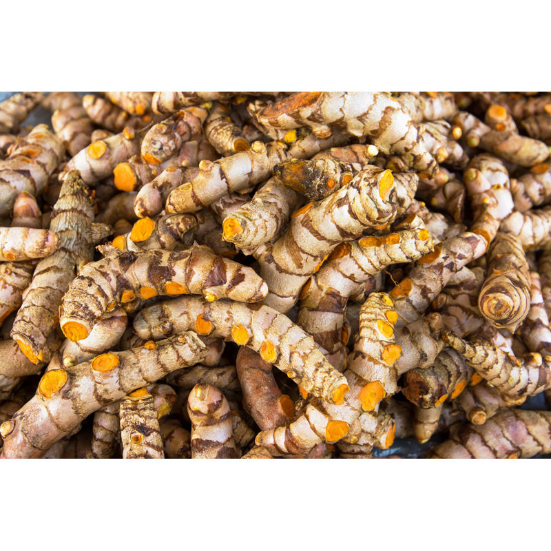 Turmeric by Phanasitti - Wrapped Canvas Print, 81cm H x 122cm W x 3.8cm D