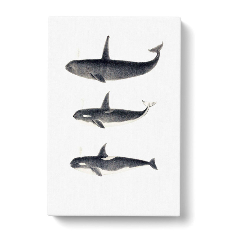 Orca Killer Whales by C.M. Scammon - Wrapped Canvas Drawing - Wrapped Canvas, 60cm H x 40cm W x 3cm D