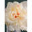 Almost Real 14" Peony, 4 Pack