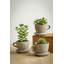 Ensemble de 3 pots de fleurs en ciment Abordale