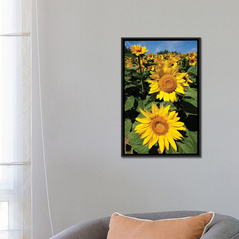 « common tournesol field », reproduction de photo sur toile, H 26 po x l 18 po x P 1,5 po, Toile avec cadre noir